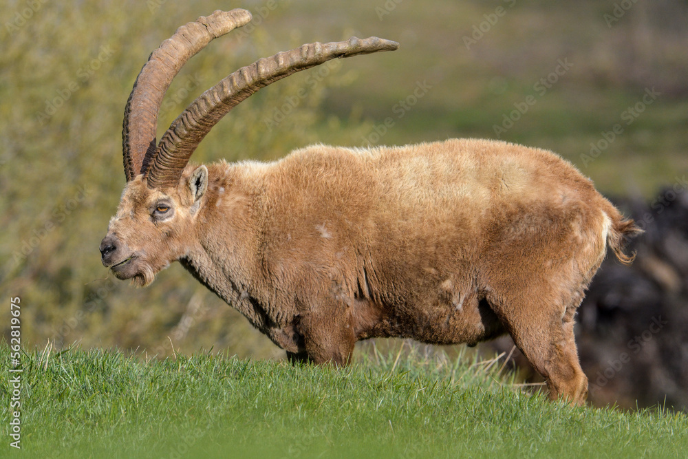 Massive male alpine ibex or wild goat (Capra ibex), symbol of the Italian Alps, grazing in a green alpine meadow, Piedmont, Italy. Monviso Natural Park. April