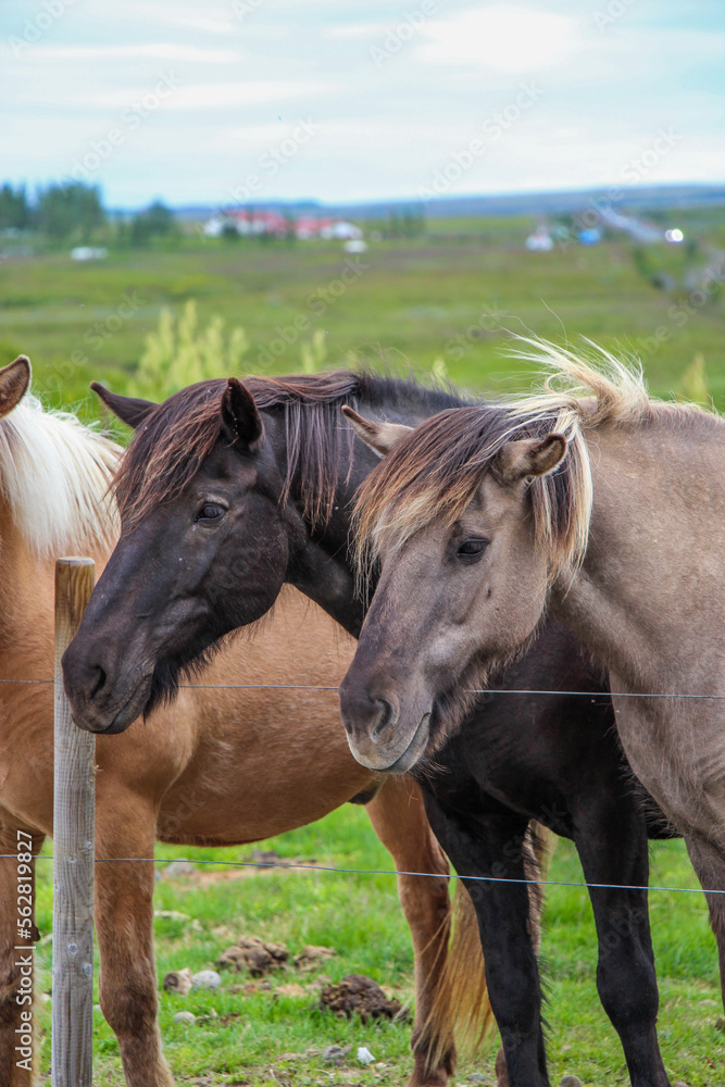 Fototapeta premium horse in the field