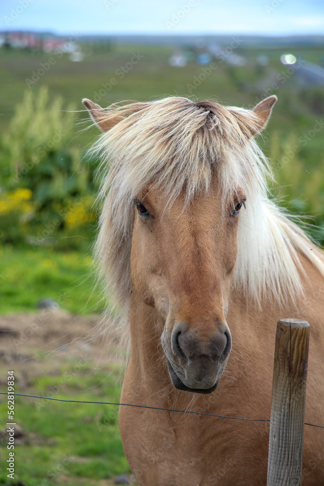 Obraz premium horse on a farm