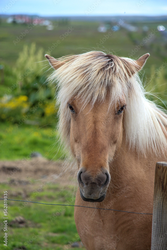 Fototapeta premium horse on a farm