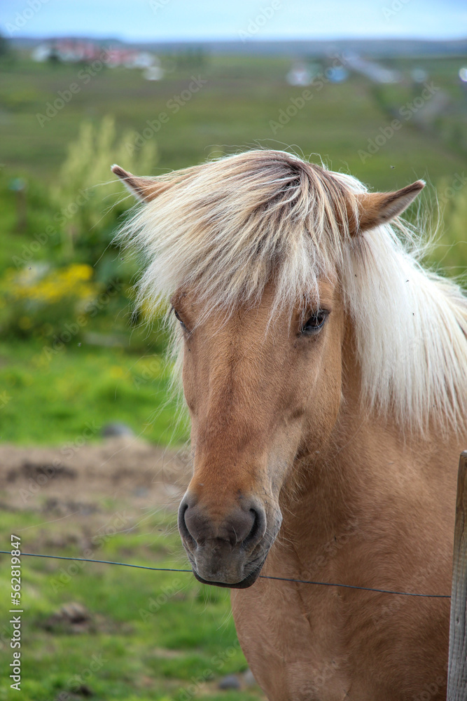 Obraz premium horse on a farm