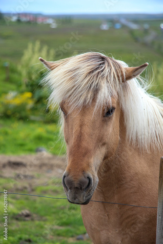 horse on a farm © Vinisha