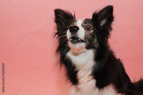 Śmieszny pies łapie smakołyka w locie na różowym tle w studio © oliviacy