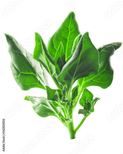 New Zealand spinach (Tetragonia tetragonoides) isolated png photo
