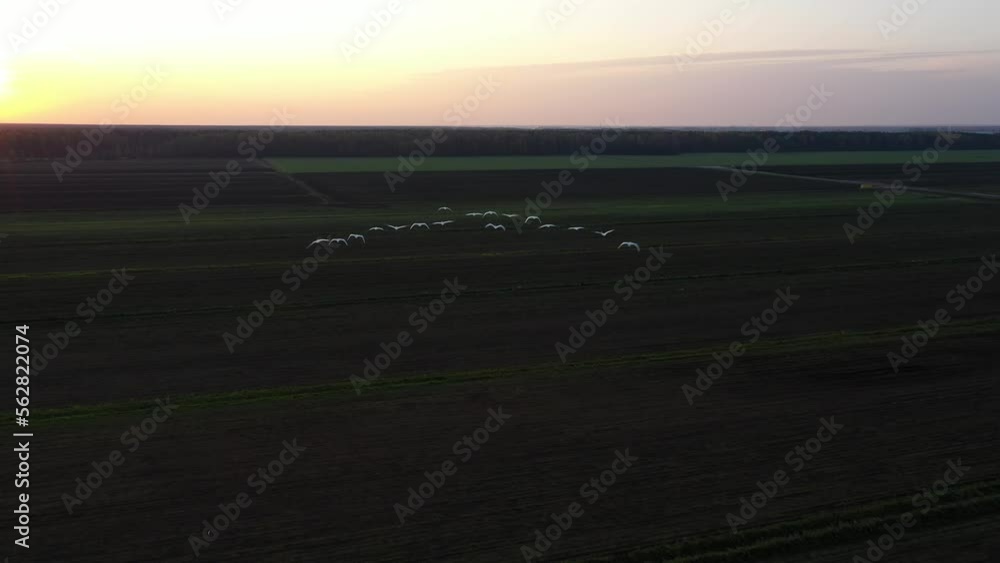 Swans fly, White birds fly over a dark field. Aerial view. Swans fly, White birds fly over a dark field. Aerial view.