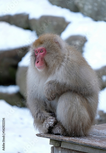 Snow monkey in Nagano prefecture, Japan © lensw0rld