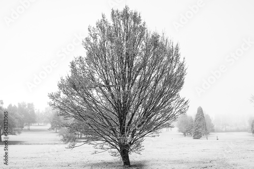 Carta da parati Les arbres sous la neige et le givre