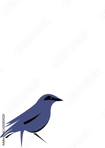 bird design