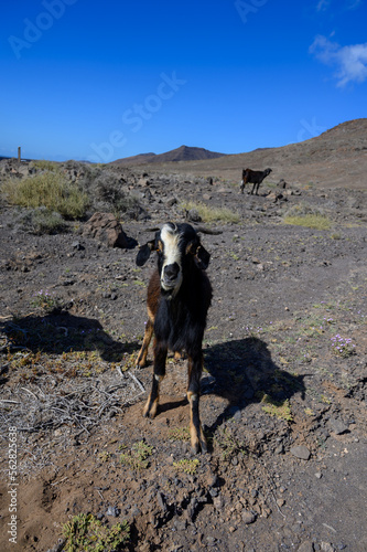 Goats grazing on rocky volcanic hillsides along dirty road to the remote Cofere beach on Fuerteventura, Canary islands, Spain