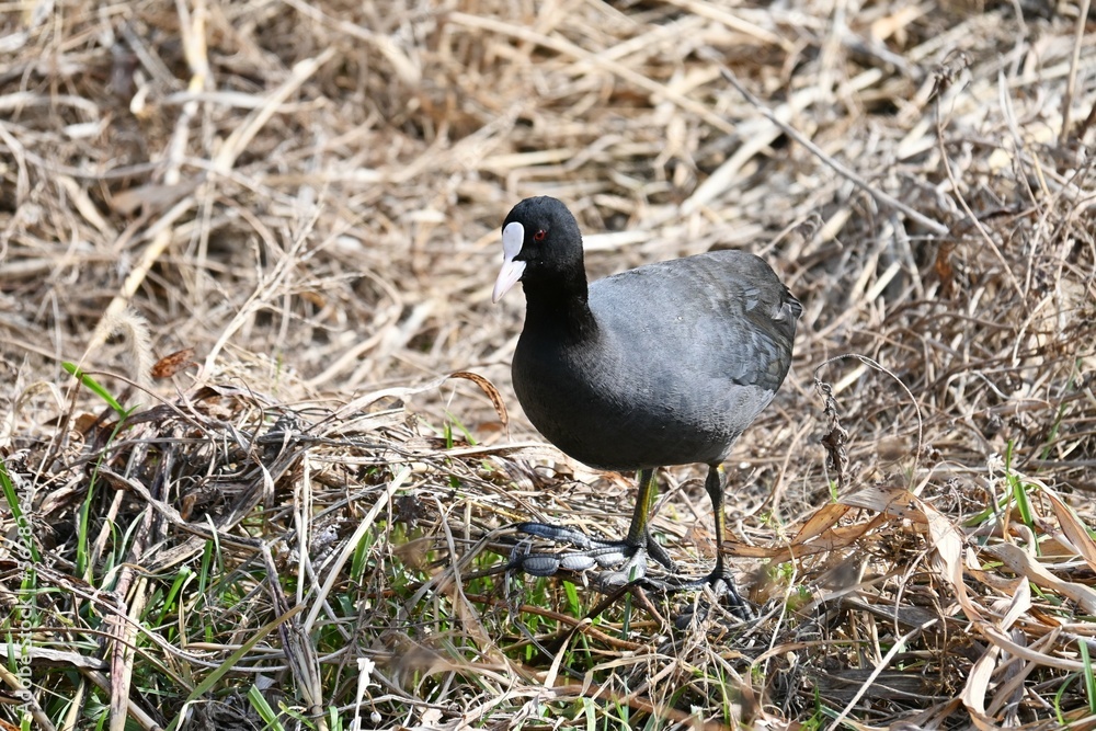 Coots ( Fulica atra ) foraging for food in the stream. Rallidae wild bird. Coots ( Fulica atra ) foraging for food in the stream. Rallidae wild bird.