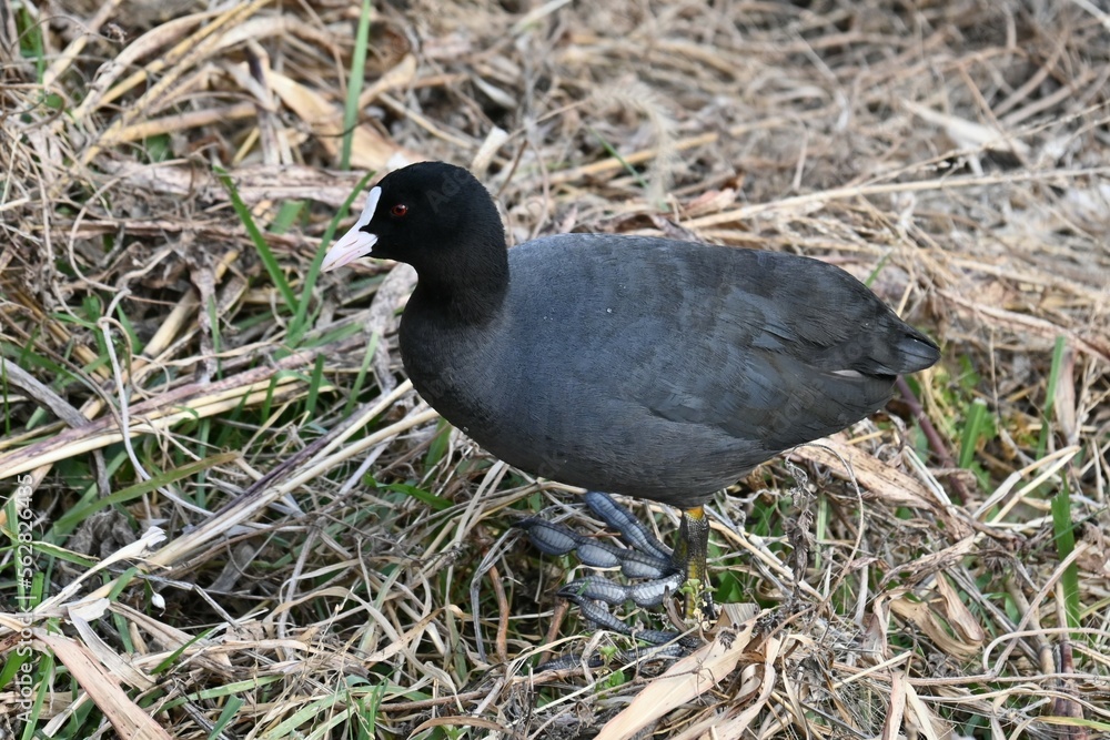 Coots ( Fulica atra ) foraging for food in the stream. Rallidae wild bird. Coots ( Fulica atra ) foraging for food in the stream. Rallidae wild bird.