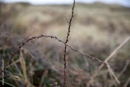 A thorny plant along the coast of Cornwall  UK.