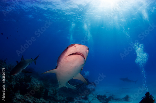 A large tiger shark swimming over a coral reef
