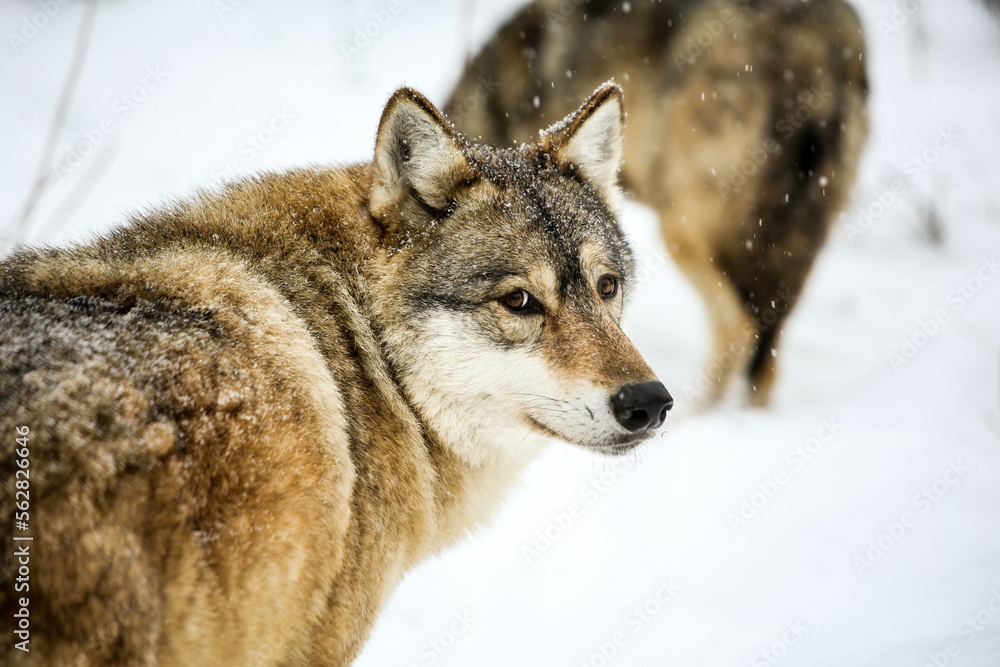 Gray wolf in the snow Gray wolf in the snow