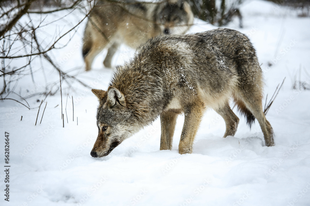 Gray wolf in the snow Gray wolf in the snow