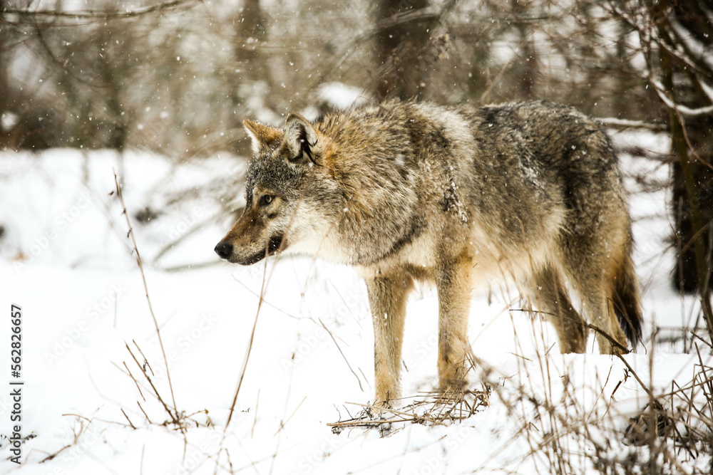 Fototapeta Gray wolf in the snow