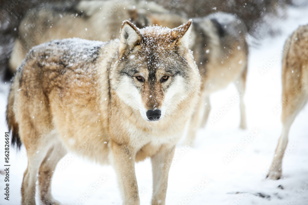 Gray wolf in the snow