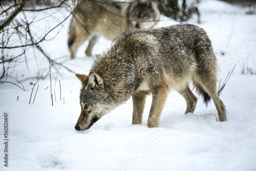 Gray wolf in the snow © TOKAJGUIDE