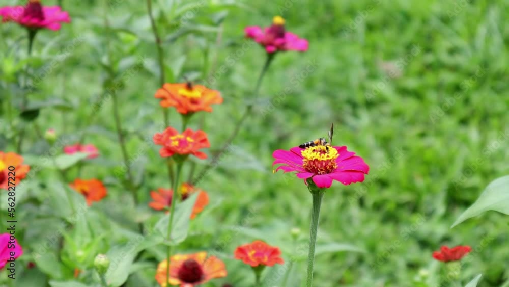 Flowers and green leafs in nature waving slowly in natural wind Flowers and green leafs in nature waving slowly in natural wind