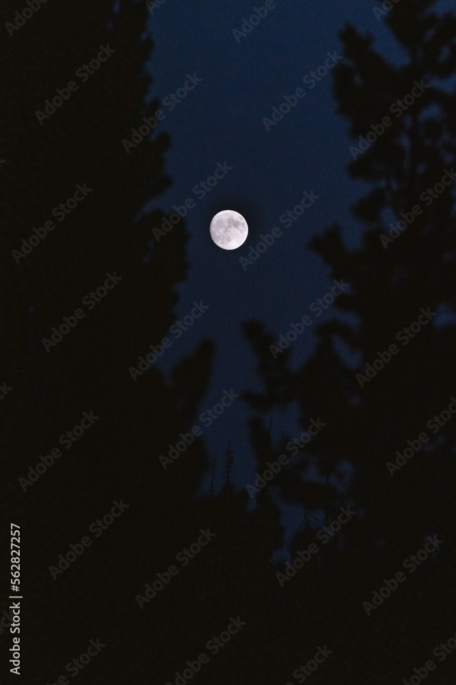 moon between the trees at night