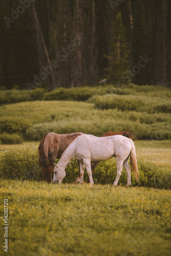 horse in the field