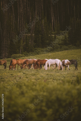 herd of horses in the meadow