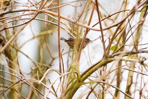 Dunnock perched among the branches.