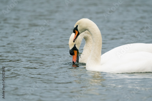 A pair of swans eating some weed.