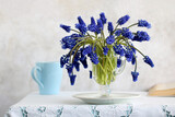 mouse hyacinth, muscari in a glass mug on a white table with a lace tablecloth.
