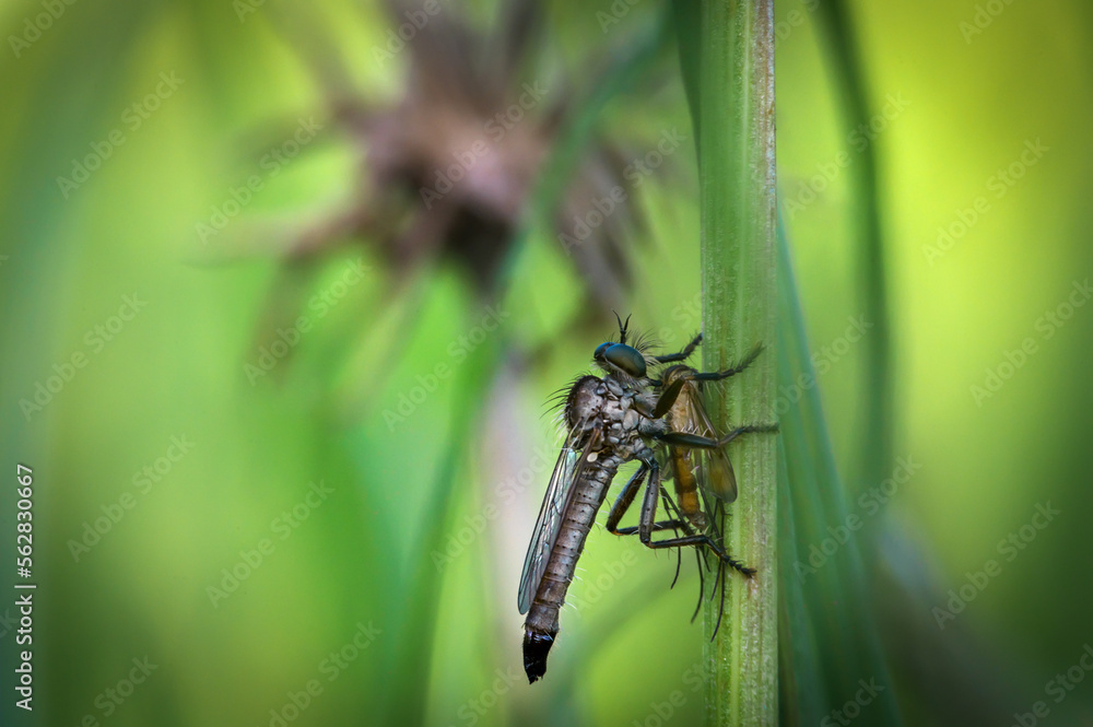 A robber fly ktyr grabbed a fly and sucks the juices from it in the grass in spring A robber fly ktyr grabbed a fly and sucks the juices from it in the grass in spring