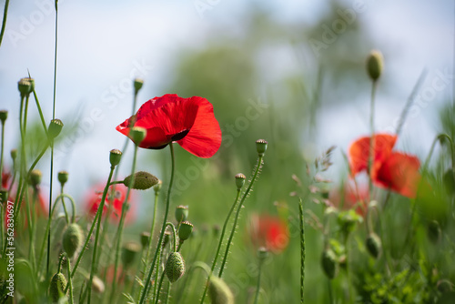 Red spring poppy