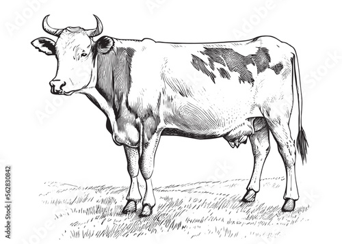 Cow grazing in the meadow retro hand drawn sketch engraving style Vector illustration