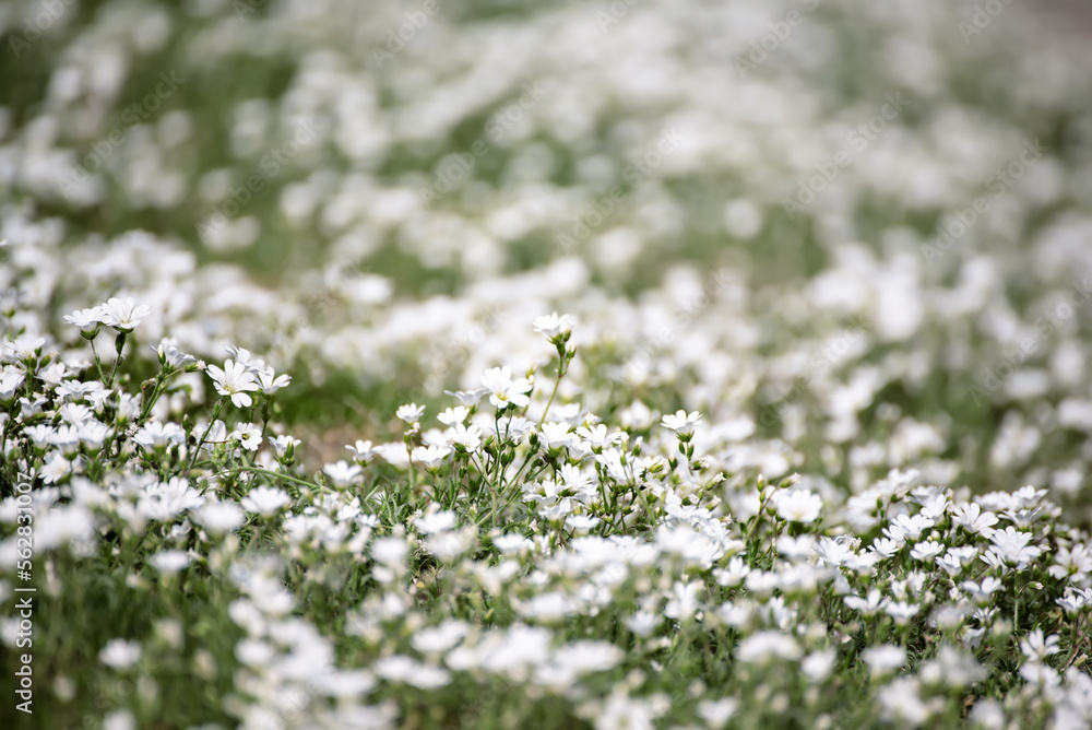 White spring flowers White spring flowers