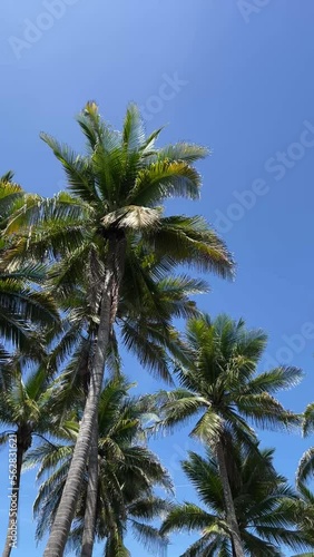 Palm trees against blue sky during the day. Social Media Vertical Video 
