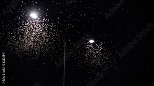 Fototapeta Naklejka Na Ścianę i Meble -  Street Light and Mayfly flying