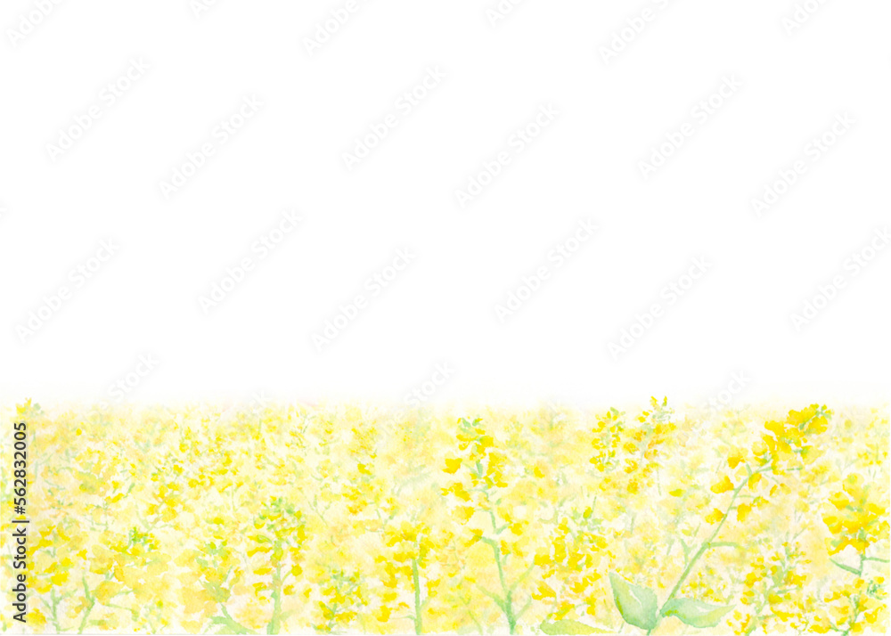 菜の花畑が広がる春らしい背景イラスト。水彩絵の具で描いた素材。