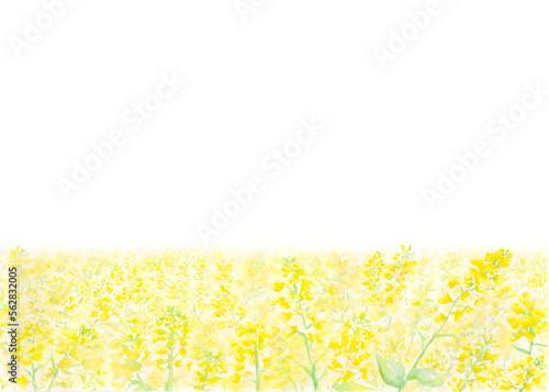 菜の花畑が広がる春らしい背景イラスト。水彩絵の具で描いた素材。