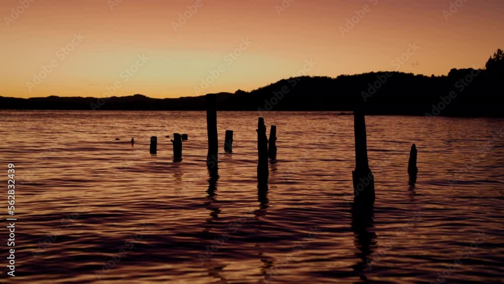 Vertically Floating Logs At Lake Bariloche At Sunrise Vertically Floating Logs At Lake Bariloche At Sunrise