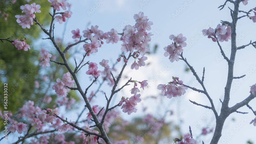 沖縄で日本一開花し始めたピンク色の寒緋桜の花	