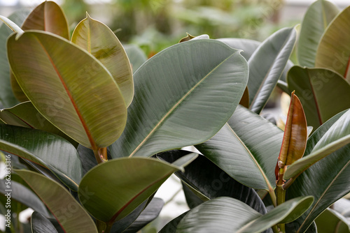 Ficus elastica “Robusta”. The Rubber Plant, in Latin Ficus Robusta, is a strong air-purifying plant that can withstand many conditions. It is a popular houseplant worldwide.