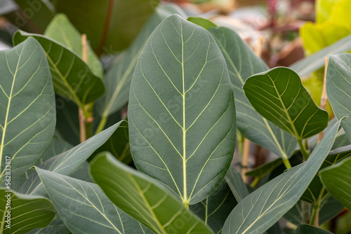 Ficus benghalensis “Audrey”. This plant originally comes from the tropics of India. It is a popular houseplant worldwide.