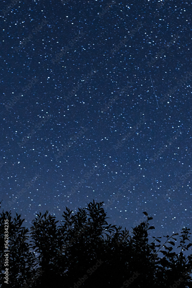 Starry sky with many multi-colored stars, the Milky Way, against the background of silhouettes of trees. Vertical orientation. Starry sky with many multi-colored stars, the Milky Way, against the background of silhouettes of trees. Vertical orientation.