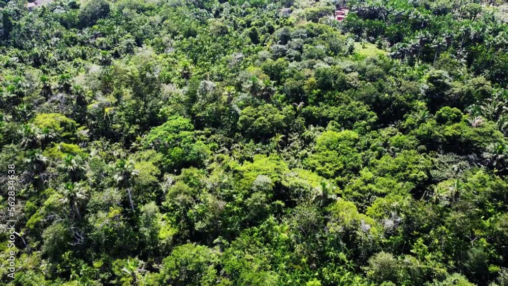 Camera looking down on a thick green tropical jungle approaching a small natural lagoon surrounded by palm trees Aerial Video Camera looking down on a thick green tropical jungle approaching a small natural lagoon surrounded by palm trees Aerial Video