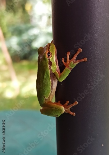 Little green frog
