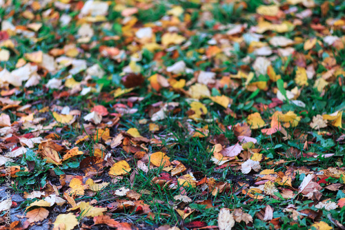 Multi-colored autumn foliage lies on the grass close-up.