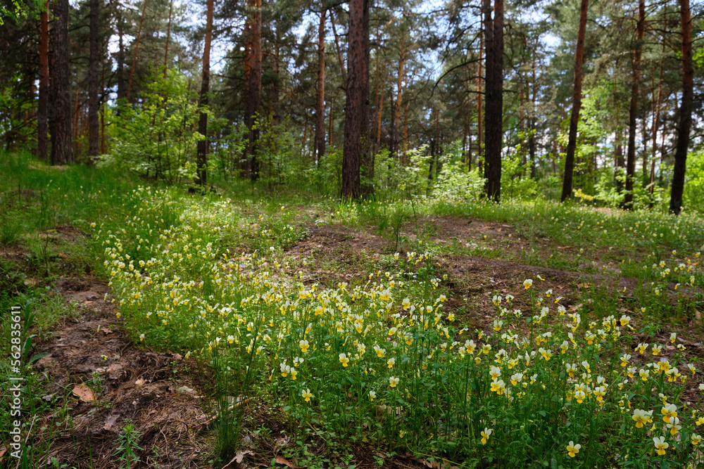Beautiful landscape with pine forest and dirt road. Ecologically clean place with fresh air. Beautiful landscape with pine forest and dirt road. Ecologically clean place with fresh air.