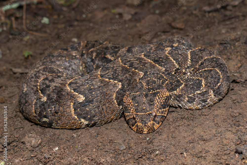 Fototapeta premium Puff adder (Bitis arietans)