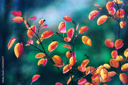 Bright yellow and red leaves on a green background. Amelanchier or serviceberry shrub. Beautiful fairy wallpaper. Autumn vivid natural background. Autumn concept design © Inna