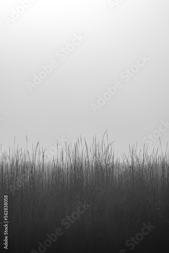 High Grass in Fall in the Fog