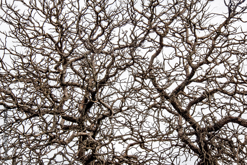 Dry branches texture with white background in full frame Dry branches texture with white background in full frame